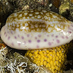 Ovatipsa chinensis